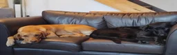 Labrador Retriever dogs for sale: lovely litter of labrador puppies in Darwen - Advert 1