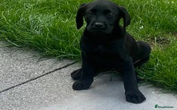 Labrador Retriever dogs for sale: Beautiful lab female puppy  - Image 3
