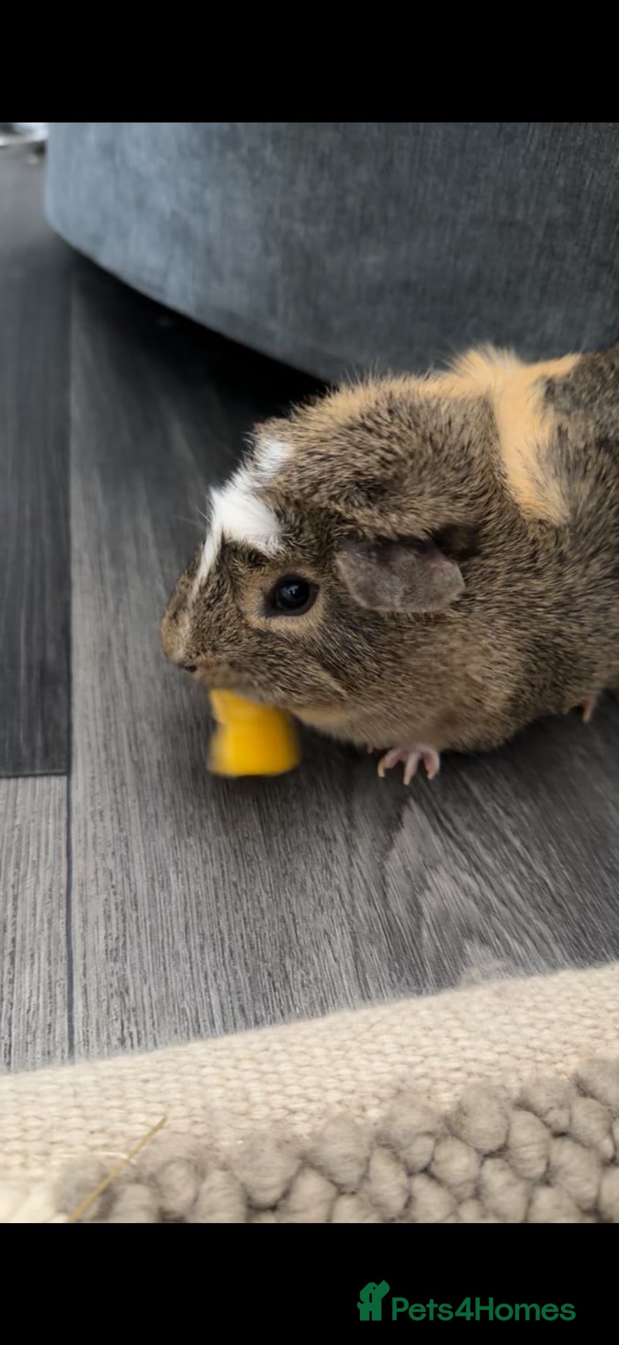 Guinea Pig rodents 2 male guniea pigs  - Advert 2