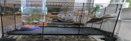 Gerbil rodents for sale: 2 lovely gerbils with cage/tank for sale.  - Advert 4