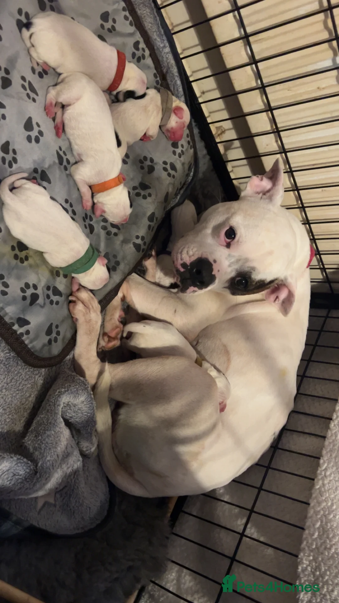 Mixed Breed dogs for sale: 7 gorgeous American Bulldog x Springer Spaniel - Advert 3