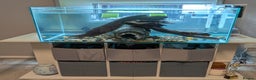 Turtle reptiles for sale: Three turtles with the entire set u+loads of extra - Advert 3