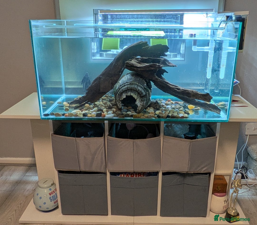 Turtle reptiles for sale: Three turtles with the entire set u+loads of extra - Image 3