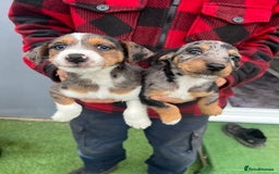 Jack Russell dogs for sale: Beautiful Jack Russell puppies  - Image 3