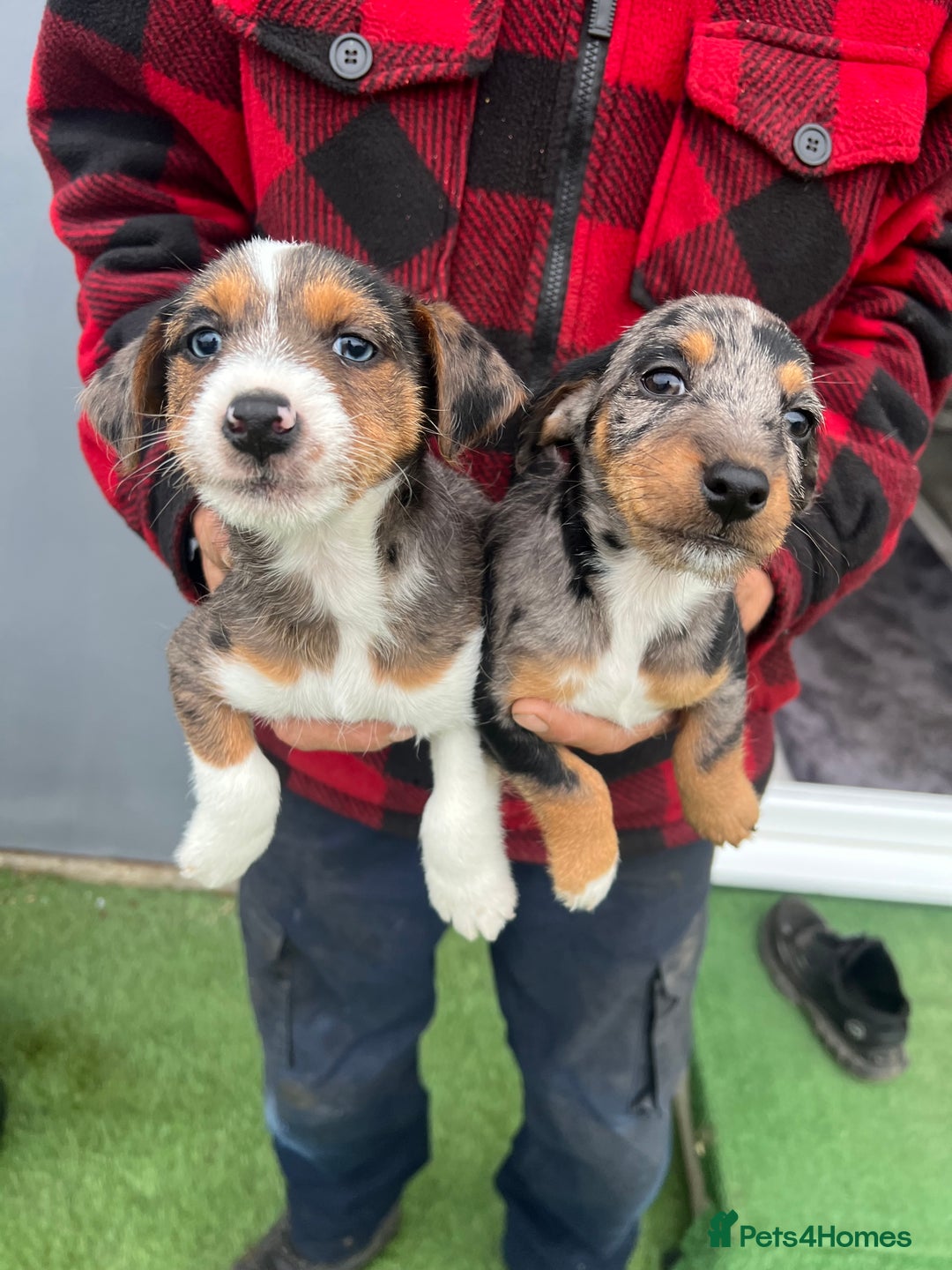 Jack Russell dogs for sale: Beautiful Jack Russell puppies  - Image 3