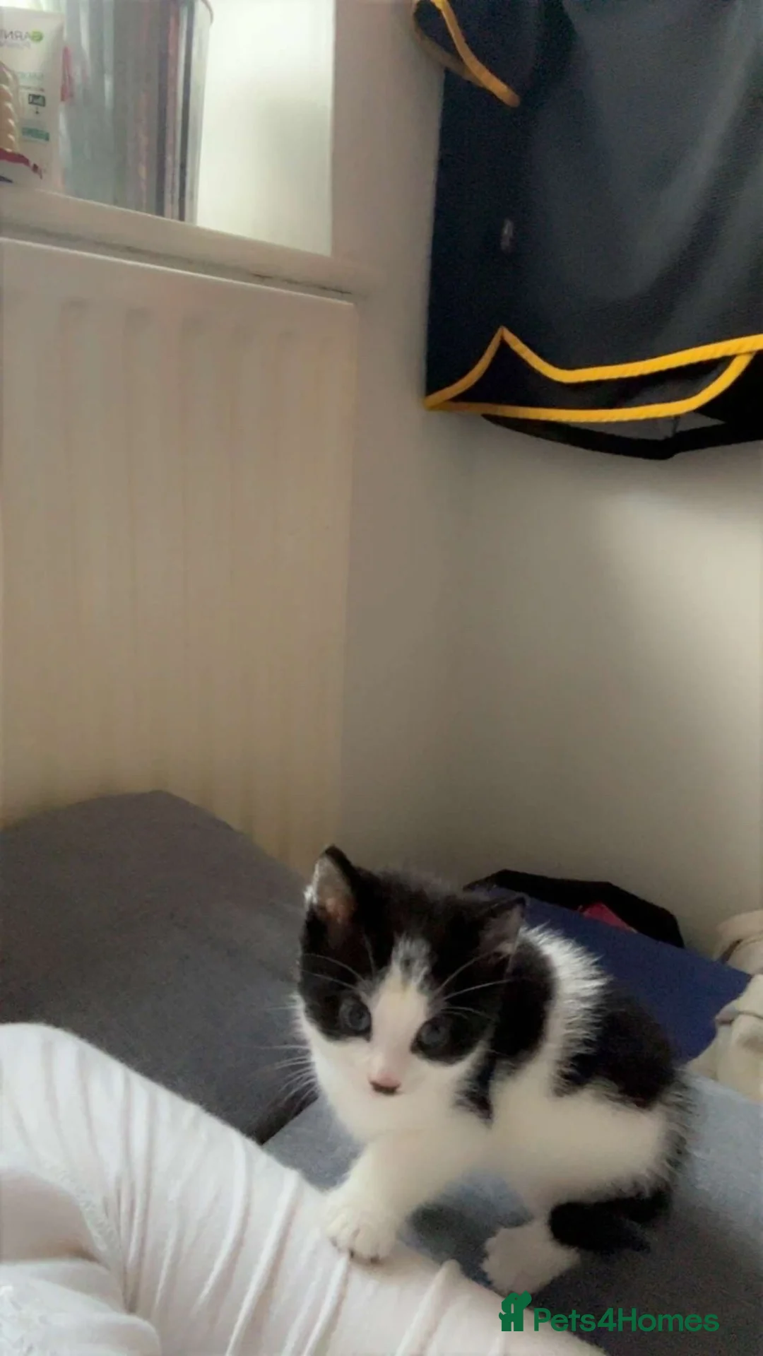 British Shorthair cats for sale: BEAUTIFUL KITTENS LOOKING FOR HOMES - Advert 6