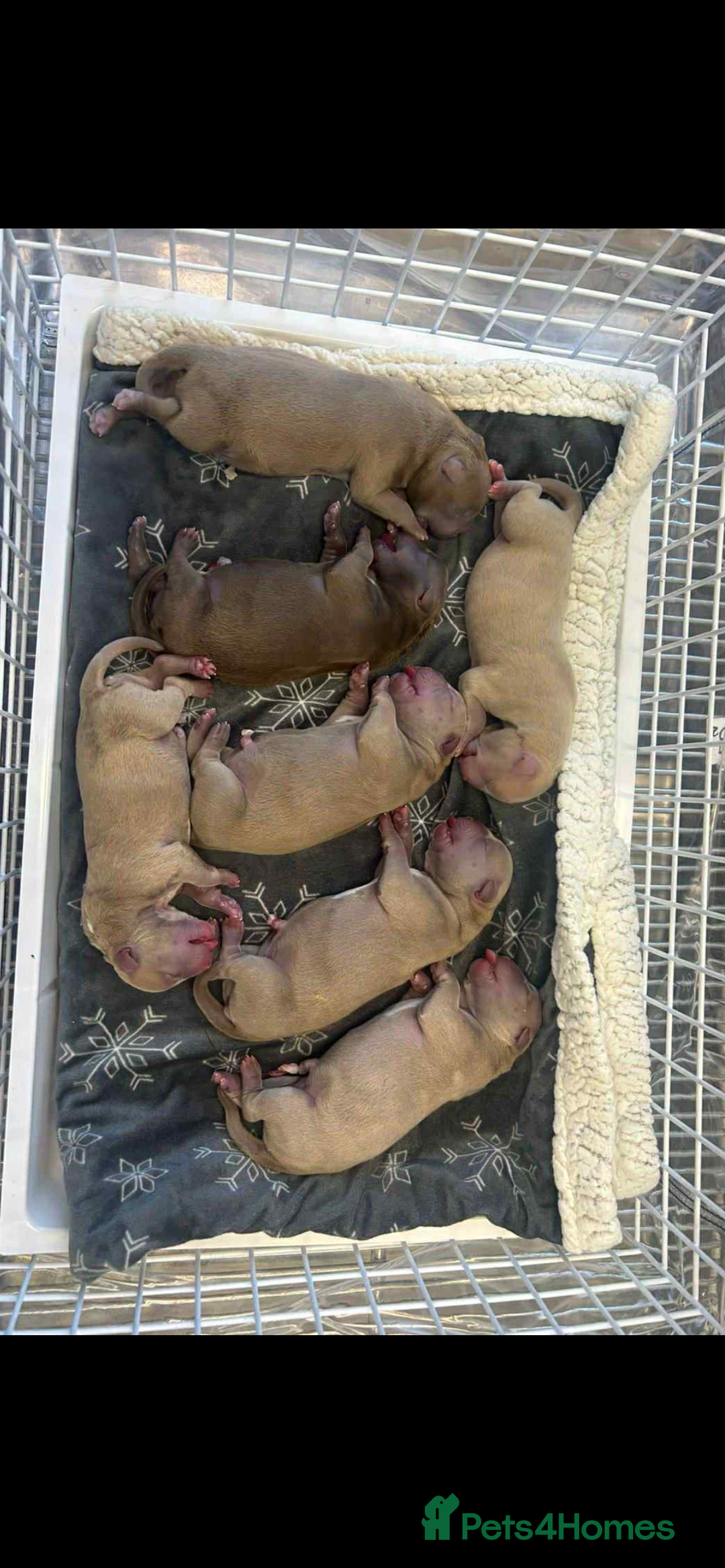 American Bully dogs for stud: ABKC REGISTERED POCKET BULLY STUD in Waterlooville - Image 12
