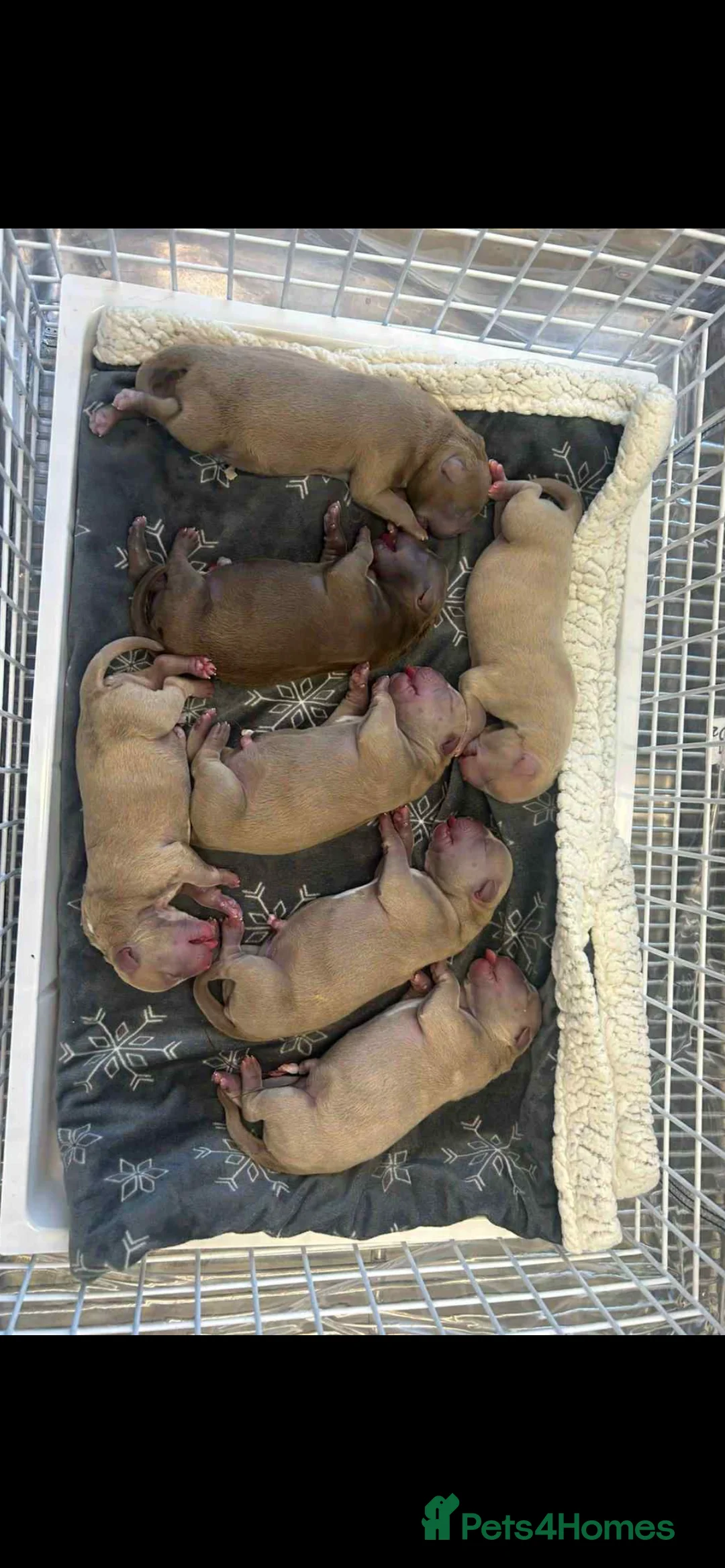 American Bully dogs for stud: ABKC REGISTERED POCKET BULLY STUD in Waterlooville - Advert 12