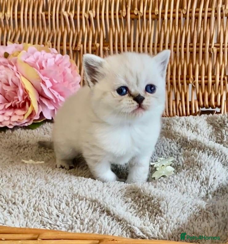 British Shorthair cats RARE SEAL LYNX PURE BRED BSH TEDDY BEARS - Advert 2