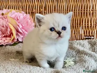 British Shorthair cats RARE SEAL LYNX PURE BRED BSH TEDDY BEARS - Advert 2