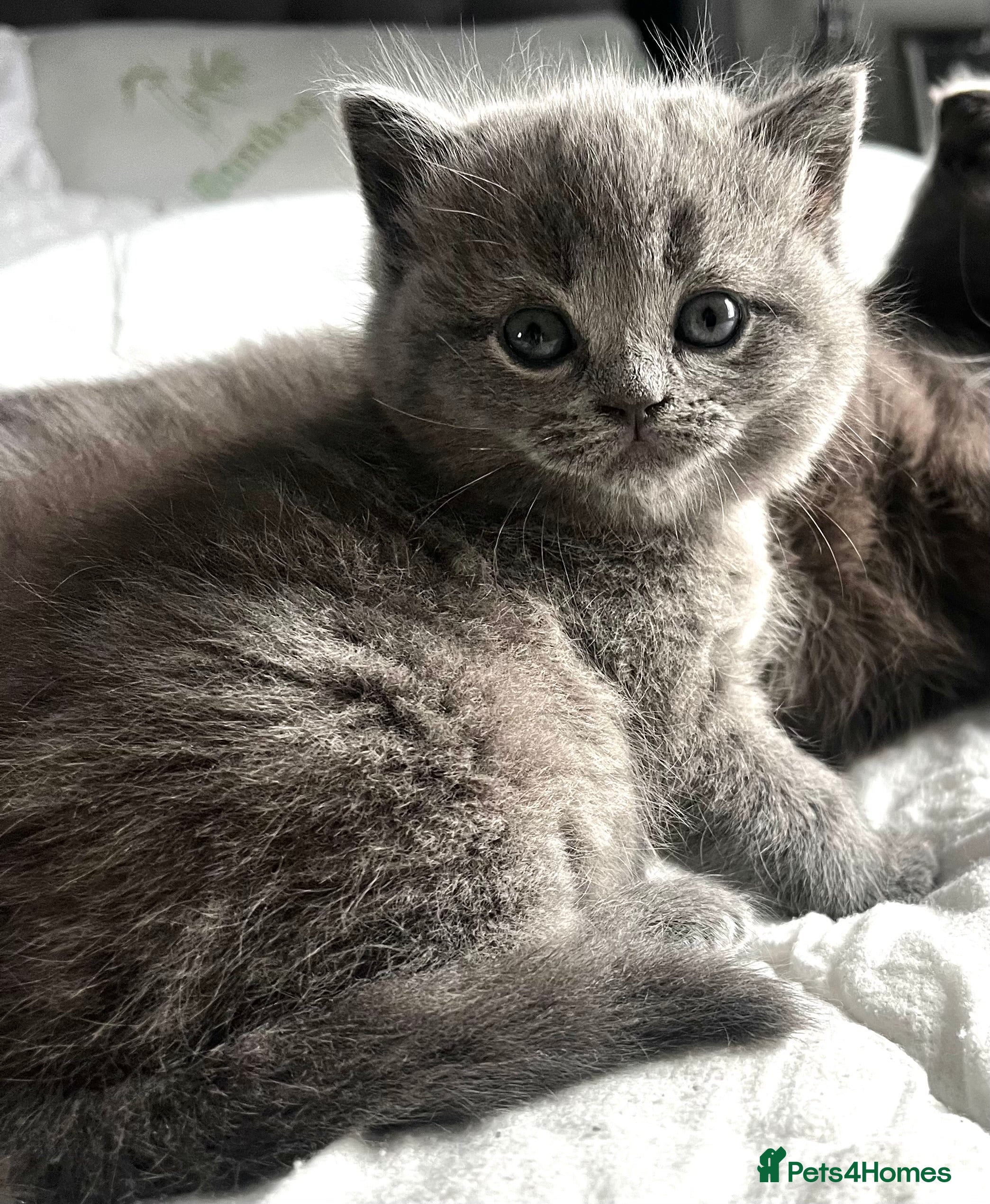 Scottish Fold cats Scottish fold/straight kittens  - Advert 1