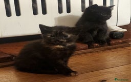 Mixed Breed cats for sale: Beautiful mixed kittens - Image 5