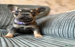 French Bulldog dogs for sale: French bulldog puppie - Advert 1