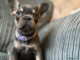 French Bulldog dogs French bulldog puppie - Advert 1