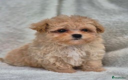 Maltipoo dogs for sale: Amazing Korean/English Teddy bear Maltipoo Puppies - Image 6