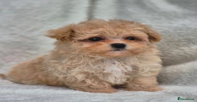 Maltipoo dogs - Advert 13