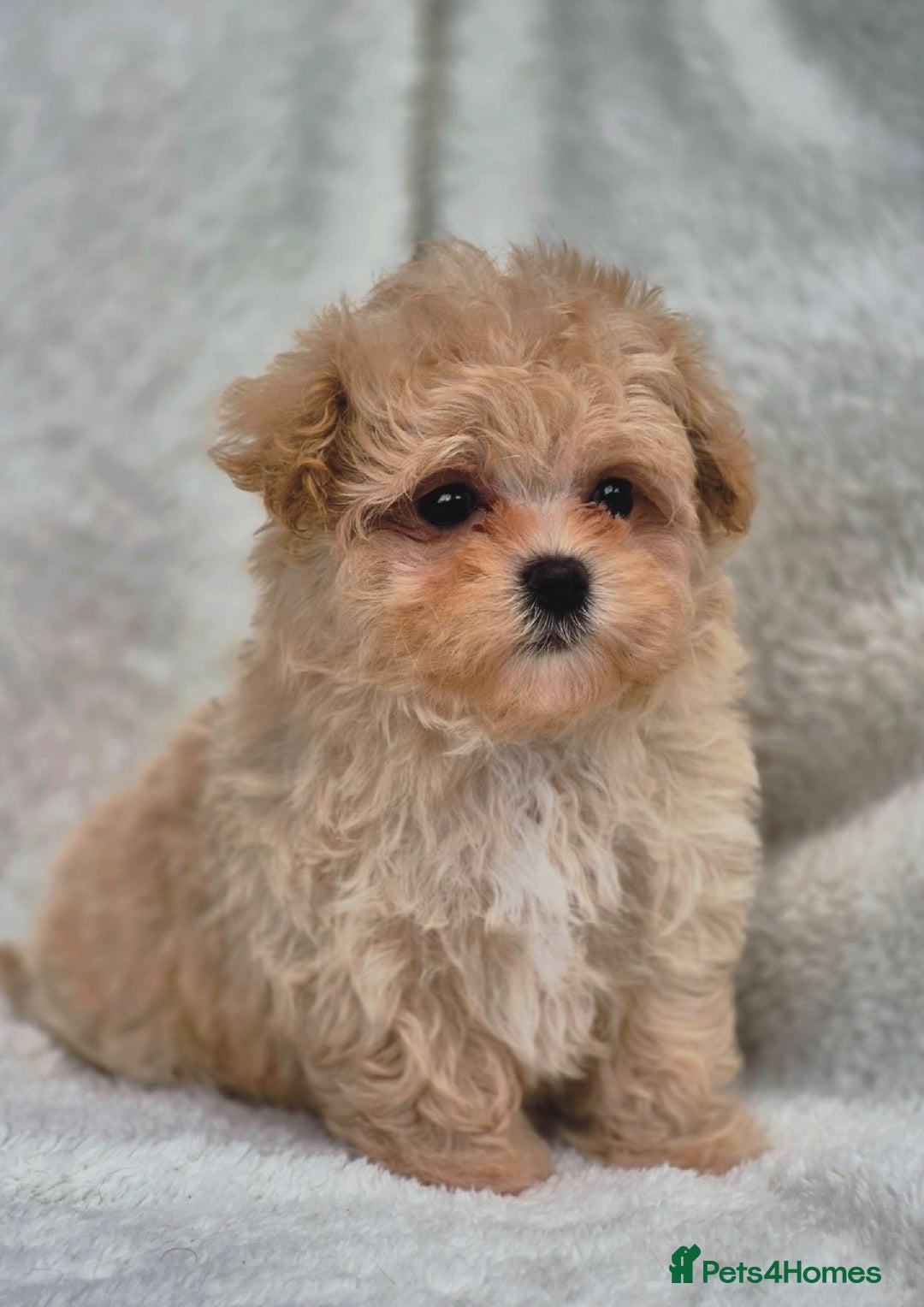 Maltipoo dogs for sale: Amazing Korean/English Teddy bear Maltipoo Puppies - Image 6