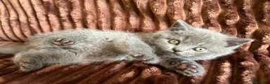 Scottish Fold 3