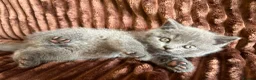 Scottish Fold cats for sale: Scottish fold  - Advert 4