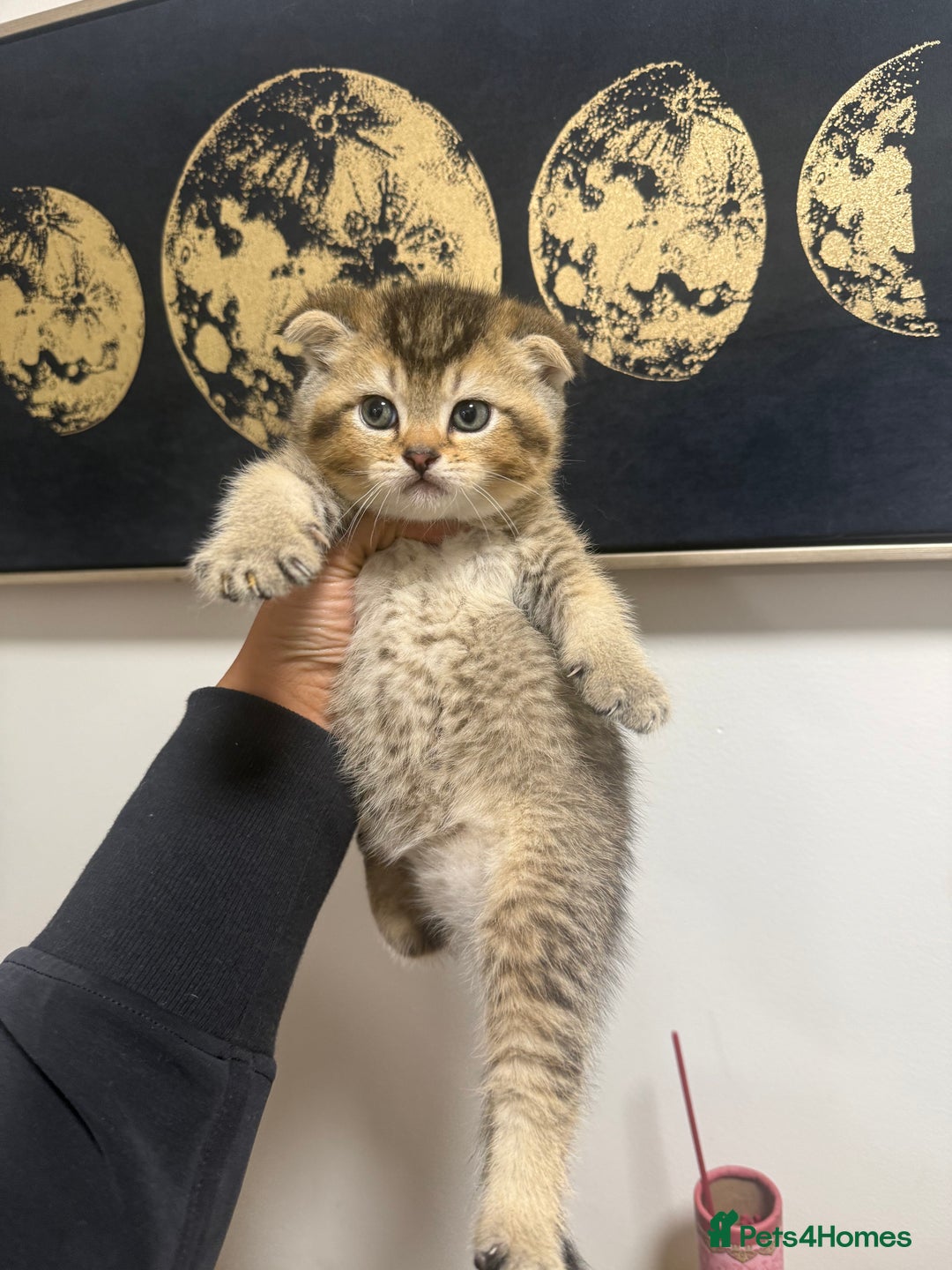 British Shorthair cats for sale: British rainbow shorthair kittens - Image 10