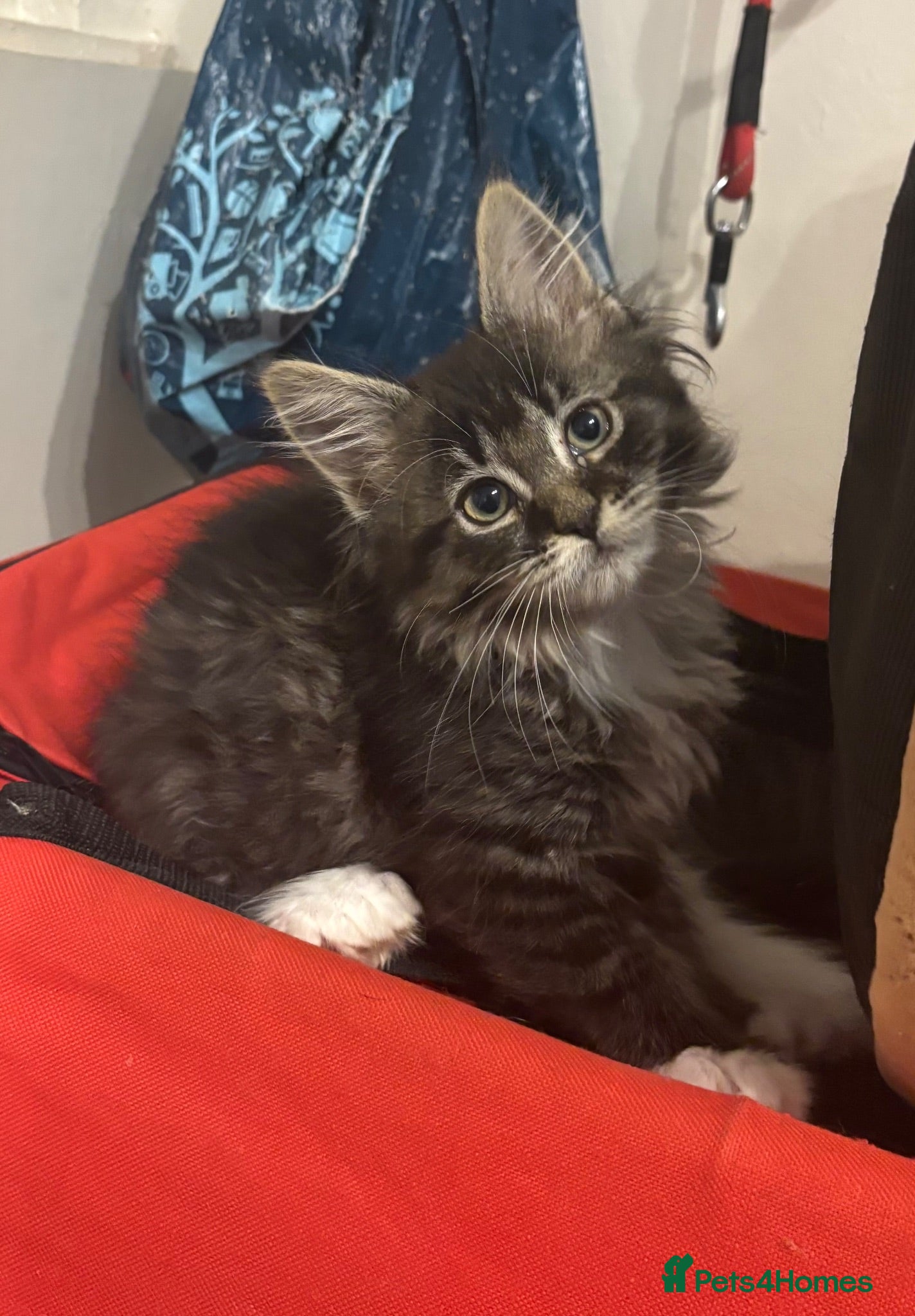 Maine Coon cats POLYDACTYL MAINE COON KITTENS.LAST 2.  - Advert 2