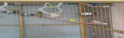 Budgerigars birds for sale: Variety Of Budgies And Cages in Kidderminster - Advert 6