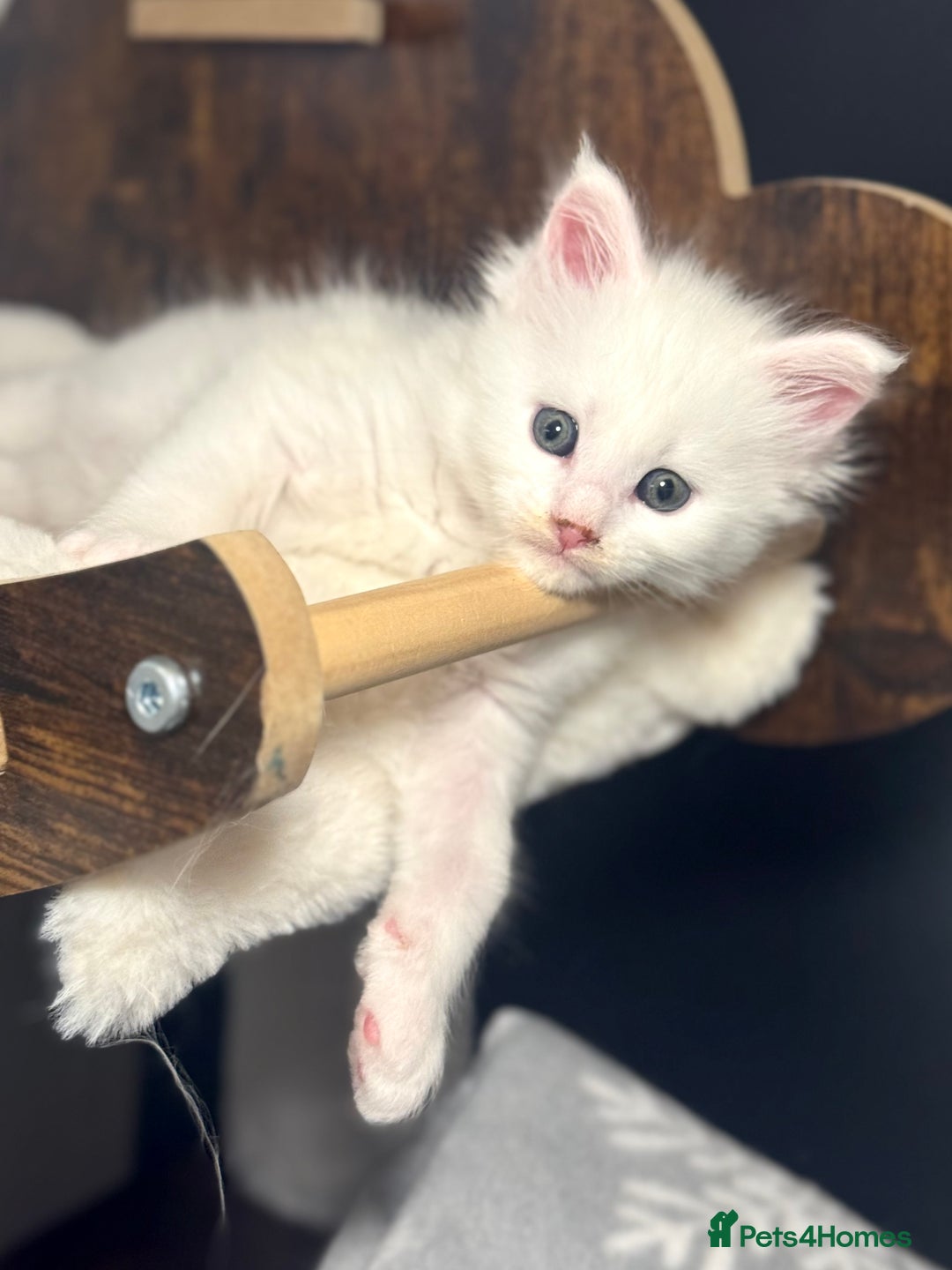 Maine Coon cats for sale: Stunning White Maine Coon Kittens – XXL Bloodline - Advert 10