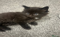 Ragdoll cats for sale: Mixed Ragdolls  - Image 10