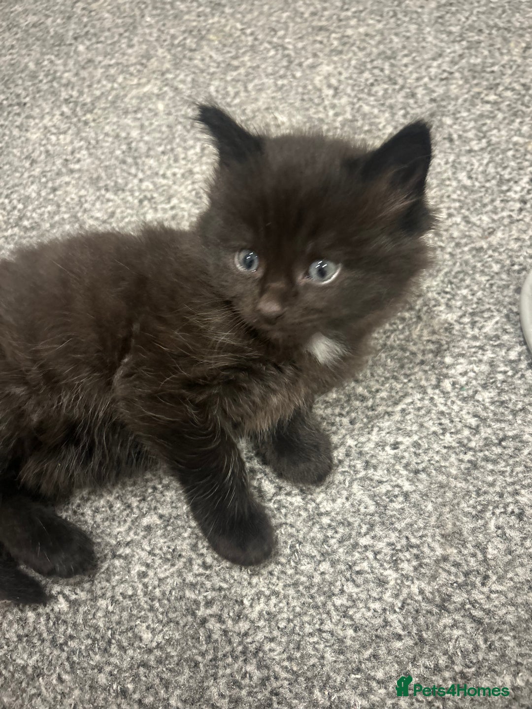 Ragdoll cats for sale: Mixed Ragdolls  - Image 10