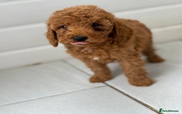 Maltipoo dogs for sale: Quality Korean maltipoos - Image 21