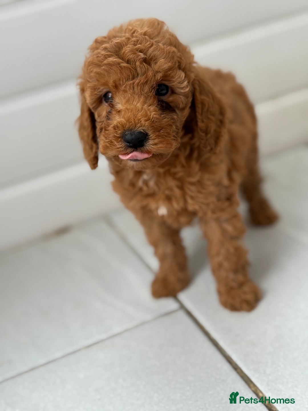 Maltipoo dogs for sale: Quality Korean maltipoos - Image 21
