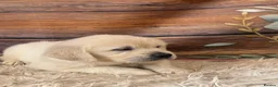 Golden Retriever dogs for sale: KC Reg Golden Retriever  - Advert 11
