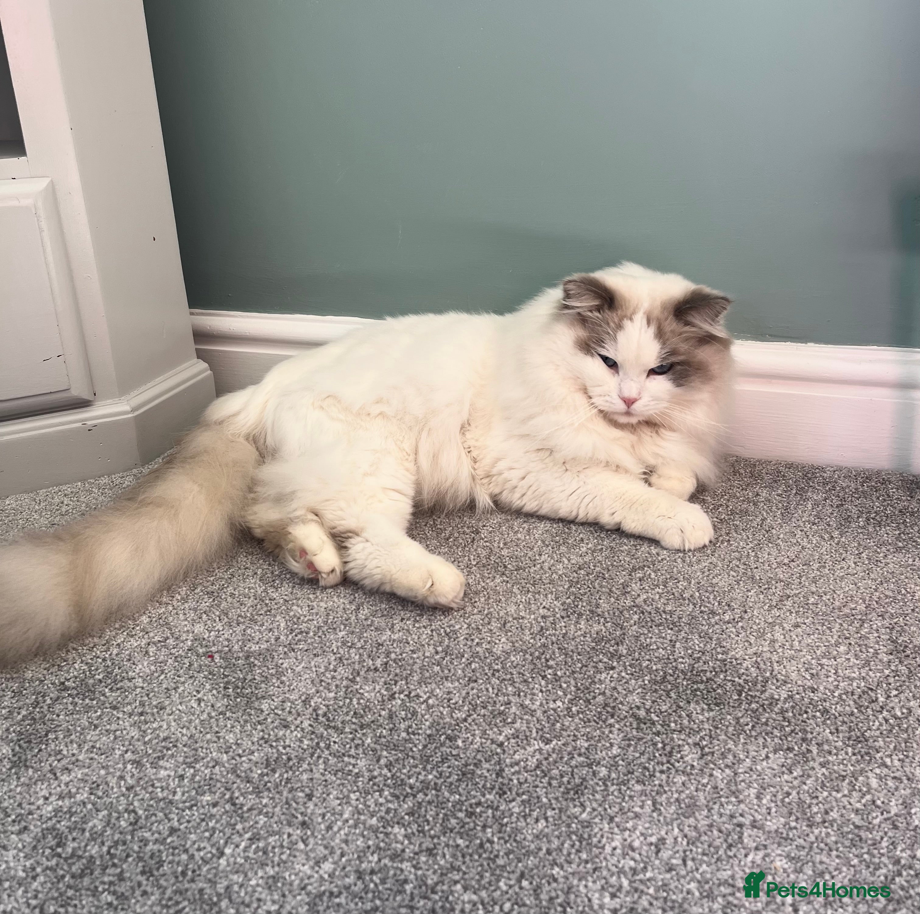 Ragdoll cats Handsome stud - Advert 3