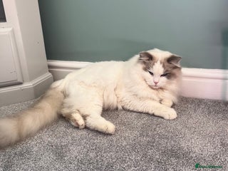 Ragdoll cats - Advert 4