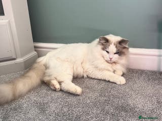 Ragdoll cats Handsome stud - Advert 8