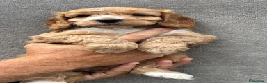 Cockapoo 1