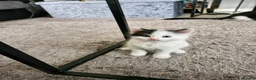 Mixed Breed cats for sale: 2 siamese mix males looking for new homes  - Advert 5