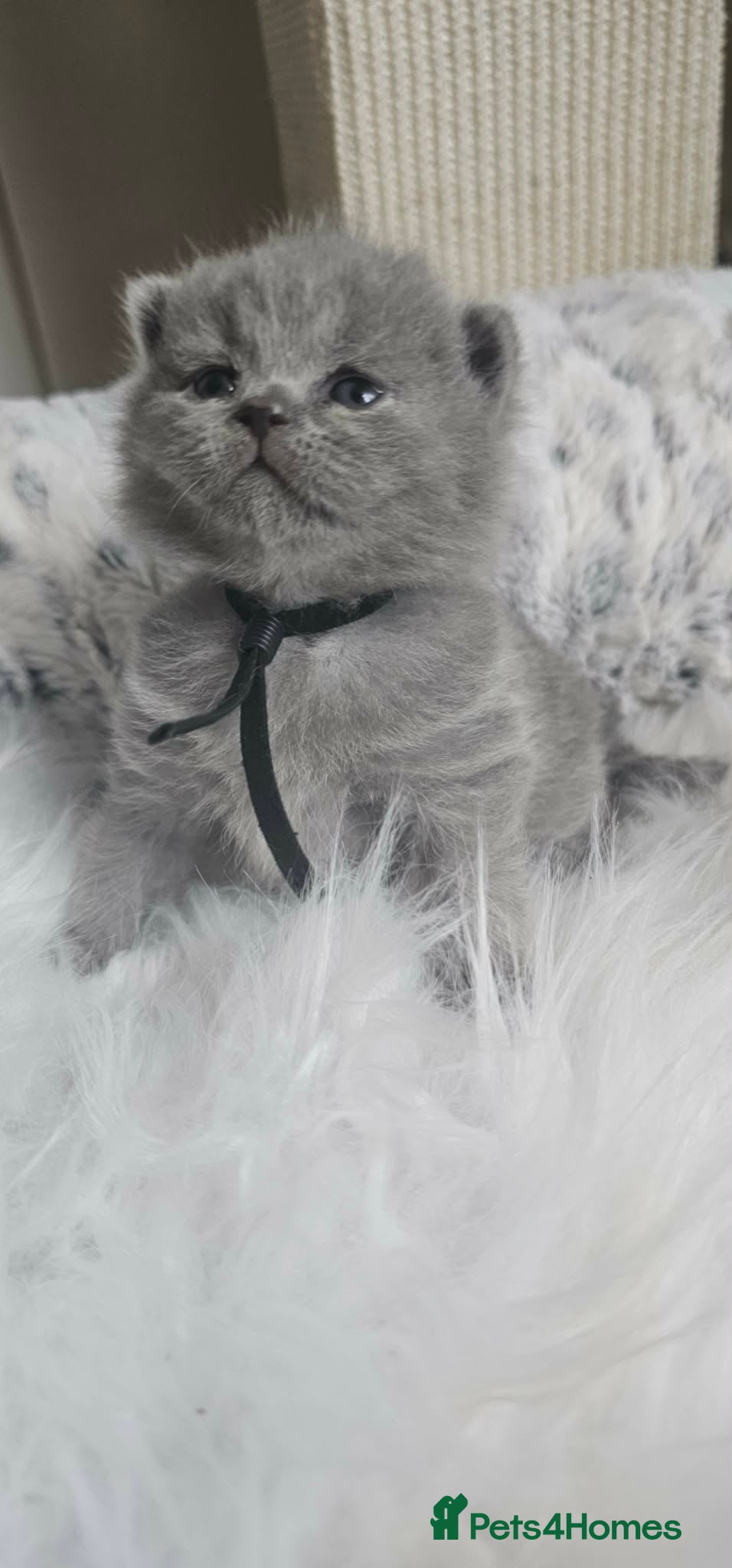 British Shorthair cats British Shorthair Kittens GCCF - Advert 2