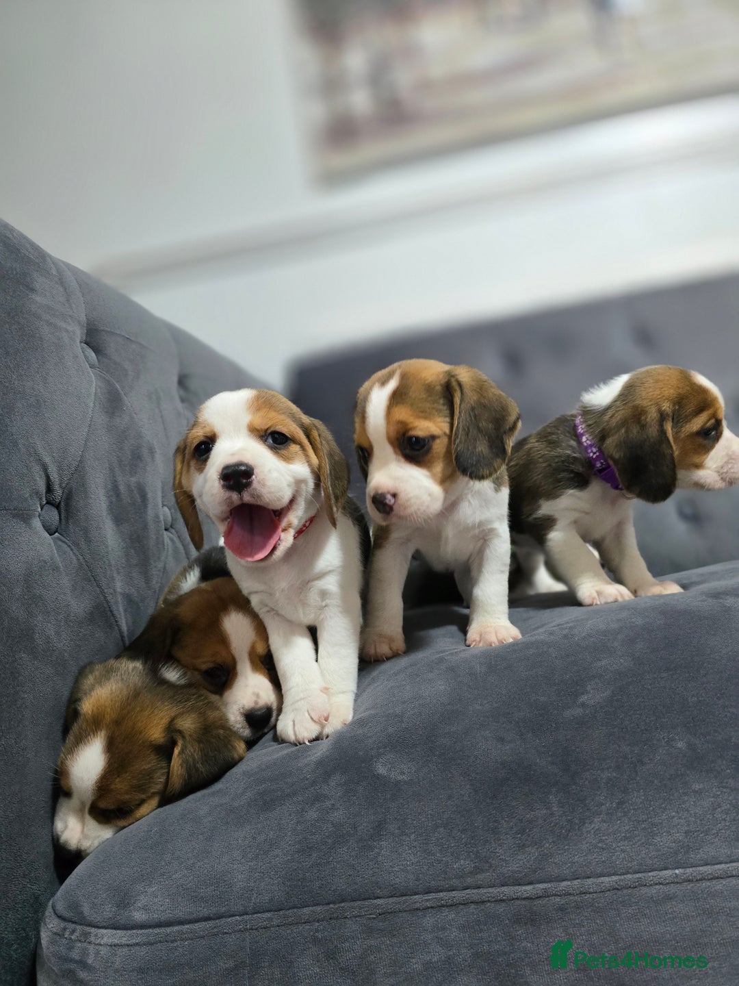 Beagle dogs for sale: 2 beagle puppies left, ready now ❤️ in Warrington - Image 9