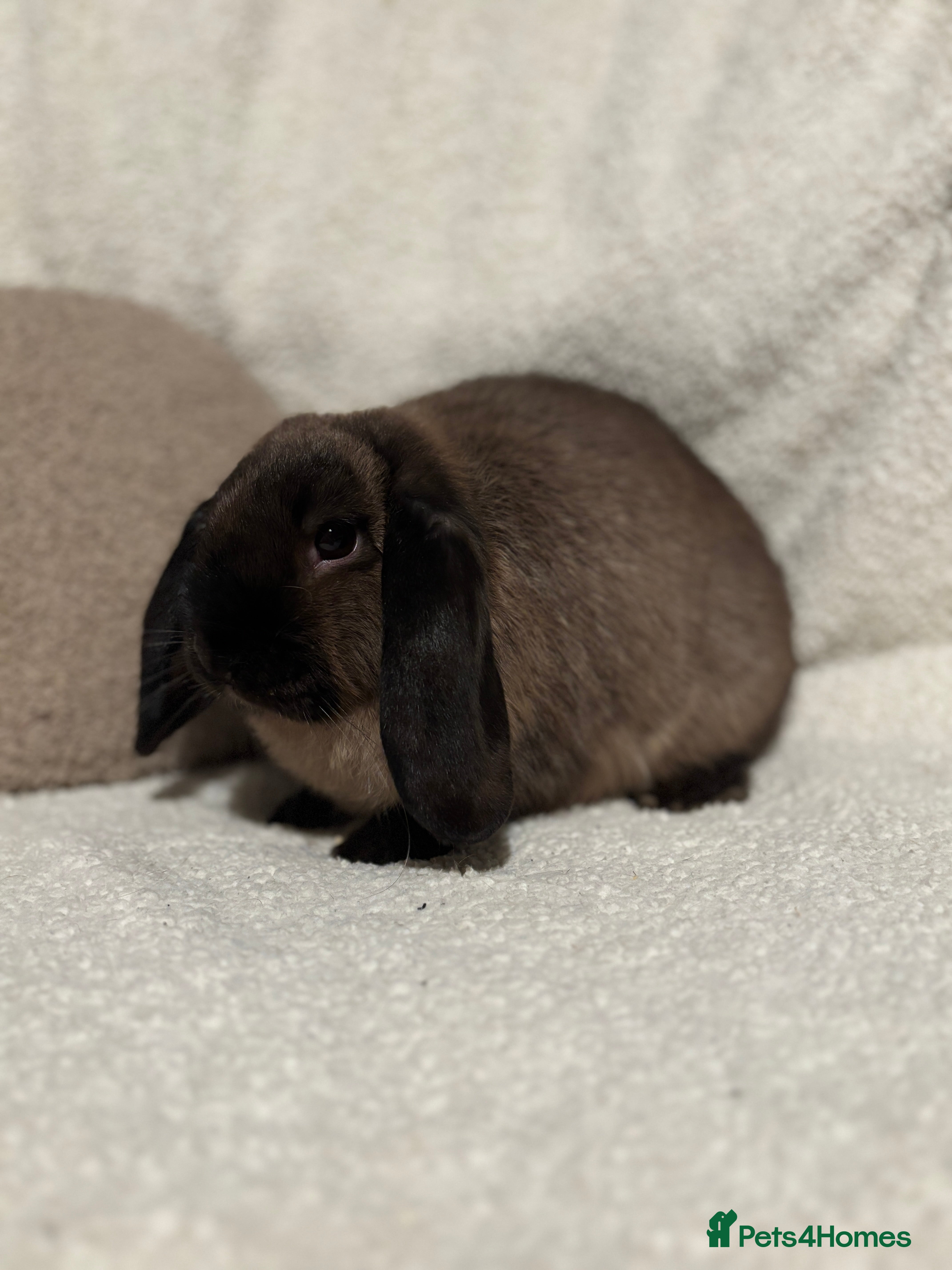 Mini Lop rabbits Stunning mini lop does for sale 🫶🏻 - Advert 1