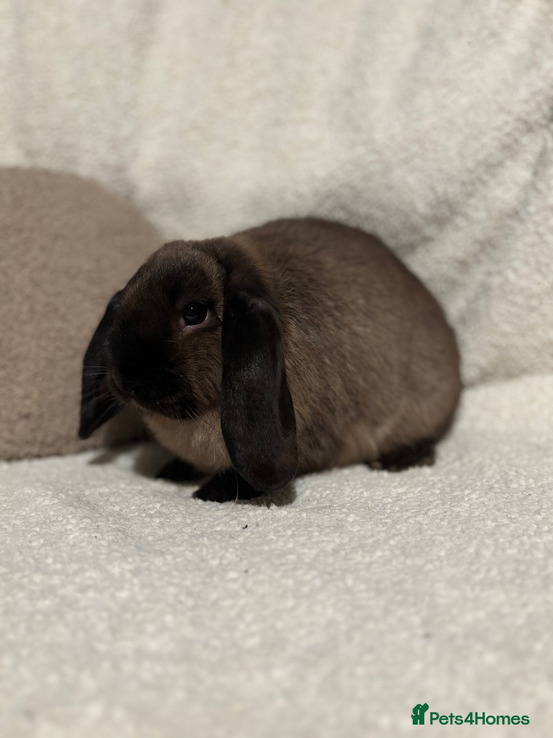 Mini Lop rabbits for sale: Stunning mini lop doe for sale 🫶🏻 - Advert 1