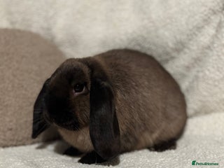 Mini Lop rabbits Stunning mini lop doe for sale 🫶🏻 - Advert 1