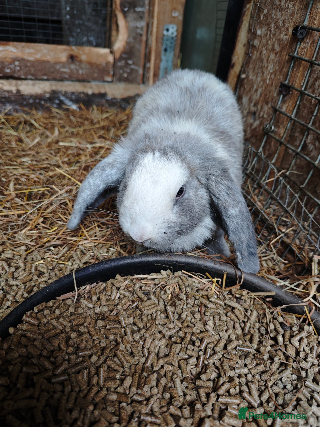 Mini Lop rabbits for sale: minilops  in Wigan - Image 2