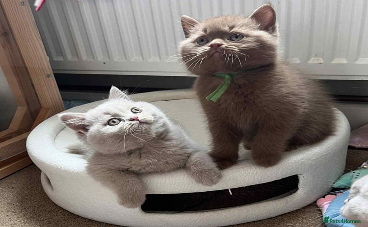 British Shorthair cats - Advert 3