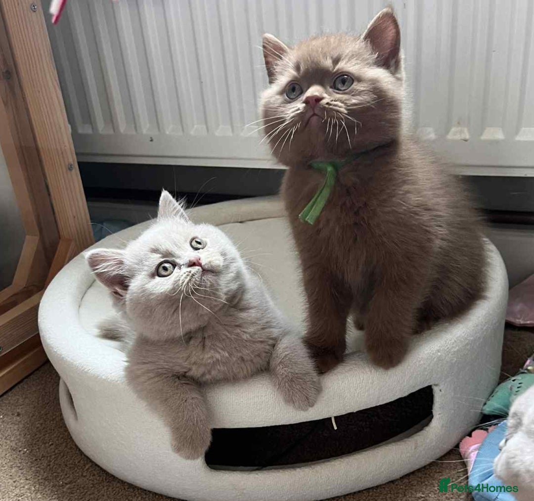 British Shorthair cats for sale: Gccf champion line rare fawn bsh kittens - Image 1