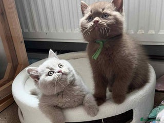 British Shorthair cats - Advert 35