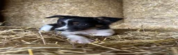 Border Collie dogs for sale: 8 Border collies puppies ready for a new home! - Advert 2