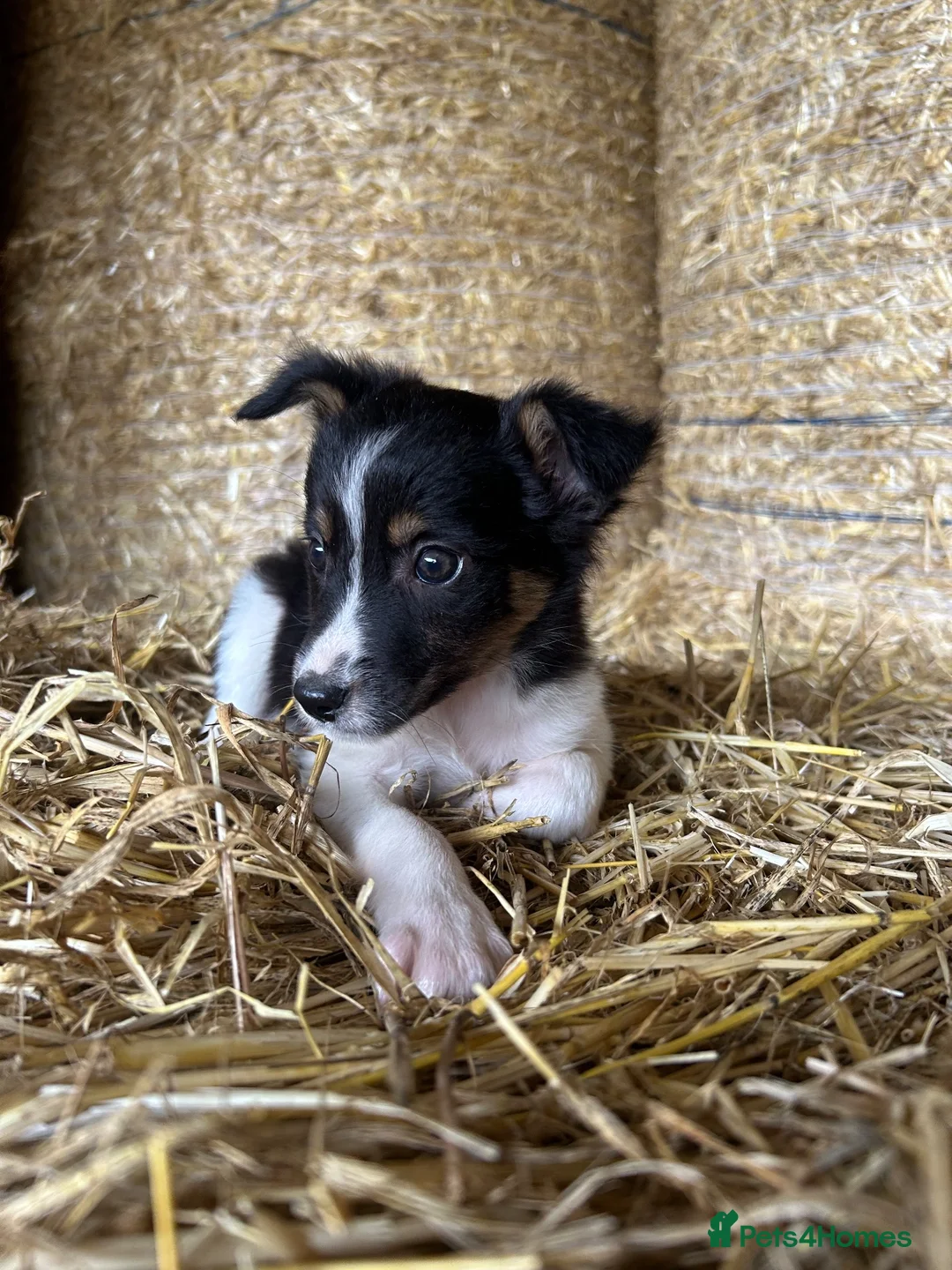 Border Collie dogs for sale: 8 Border collies puppies ready for a new home! - Advert 2