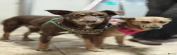 Mixed Breed dogs for adoption: 💙KAI & ❤️GERDA- Bonded And Simply Perfect in Oxford - Advert 7
