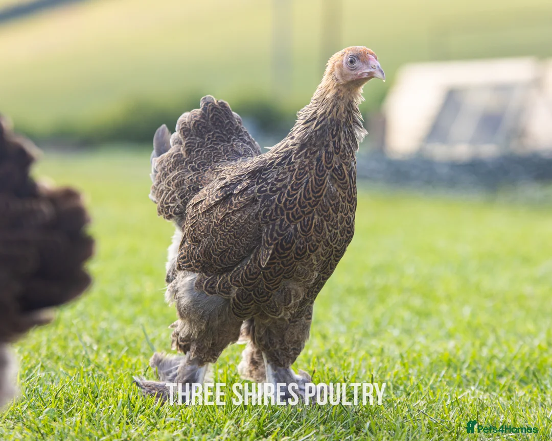 Chickens poultry for sale: Large Brahma - Advert 5